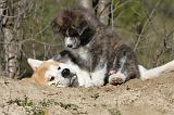 AKITA INU 078